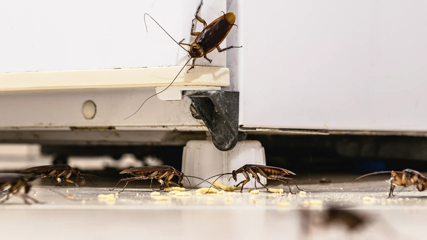 A gang of cockroaches eating food from the kitchen floor